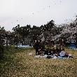 桜祭り　花見