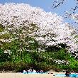 桜の季節を迎えた神武山（2010年4月）