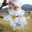 桜　健康の森