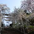 継ぎ目なしの石造りでは日本一の鳥居と見事な枝垂れ桜