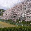 公園内と瀬戸川土手沿いの桜が綺麗です