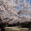 桜の季節の小丸山公園
