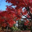 紅葉の小丸山公園